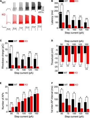 Hyperexcitability of Sensory Neurons in Fragile X Mouse Model